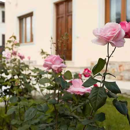 Rosa Antica